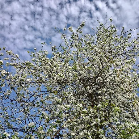 Pod Nizkymi Tatrami Jasenie