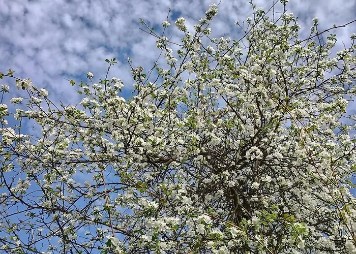 Pod Nizkymi Tatrami Jasenie